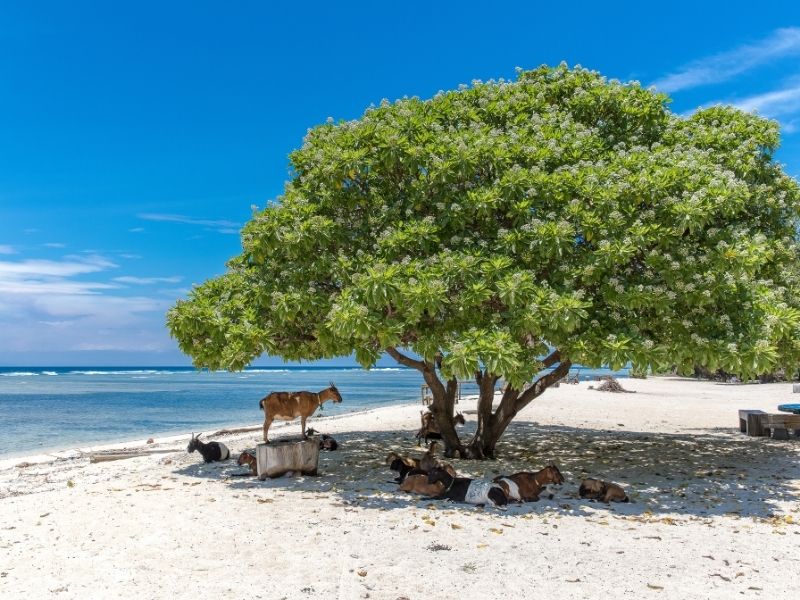 <p>Viaggio a Bali</p>